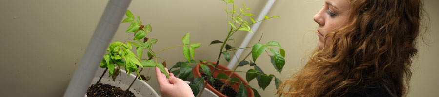 A student works on some plant research.