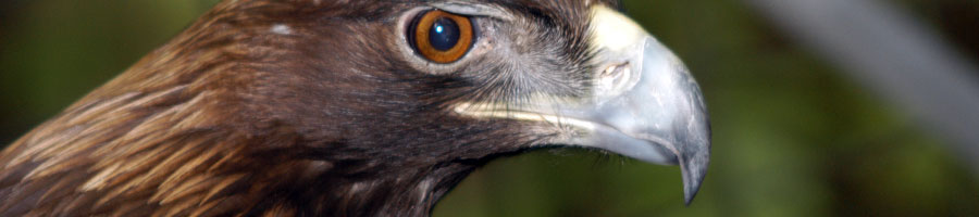 A hawk that was part of the conservation efforts