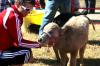 J. Landham, freshman, pets one of the animals at the petting zoo.  The petting zoo was one of the many fun things to do at Arts in the Park. - Photo by Kristi McMurry