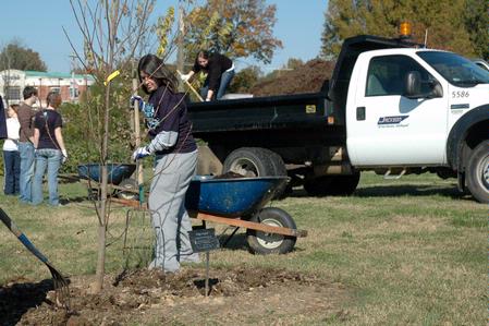 Lindsay Dawkins, senior advertising major, spreads mulch around a tree as Union students participate in beautification projects at Liberty Park during Campus and Community Day.