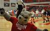 Buster hanging out at the Union volleyball match. - Photo by Steven Aldridge