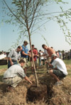 Students, faculty and staff remove the stones
surrounding the memorial tree. - Photo by Jim Veneman