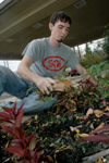 Junior Andy Robinette removes a handful of dead leaves and weeds from a flower bed at the YMCA during the Day of Remembrance. - Photo by Brad Moore