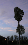 Sunset photo of the broccoli tree in the McAfee Complex. - Photo by Stephanny Rodriguez