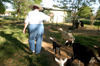 Dr. Marlyn Newhouse, associate professor of chemistry, enjoys spending time taking care of her
goats and rabbits. She owns a 50-acre farm in Medina, Tenn. complete with Russian hamsters. - Photo by Heather Phillips