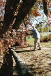The task of clearing the large trees away was given to faculty and staff, such as Paul Veazey, director of planned giving, who chopped up tornado-downed trees. - Photo by Justin Veneman