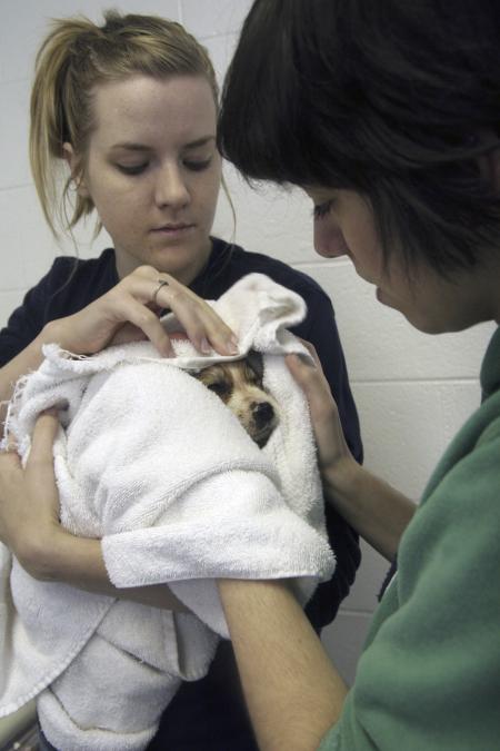 Debra Howell and Stephanny Rodriguez dry a puppy Howell bathed in a sink at the Madison County Humane Society during Day of Remembrance.