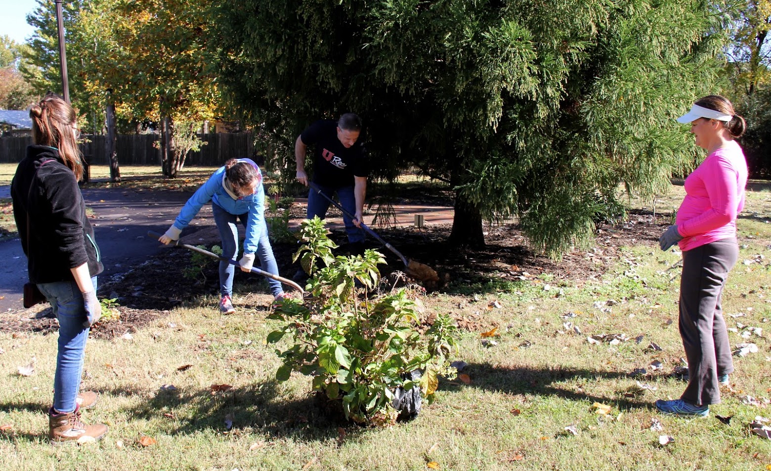 Project director Tammy Buchanan-Anderson (right) supervises the planting of a bush at Liberty Garden Park on November 6, 2018. The Union University volunteers carrying out the assignment are (left to right) Emily Summers, Leah Atkins, and Dr. Henry Allen.