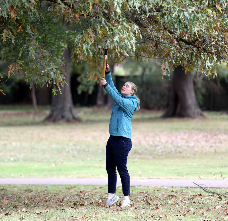 Anna Guelcher trims tree branches during the history department's Campus and Community service project at Liberty Garden Park on November 2, 2021. Photo by Kristi Woody