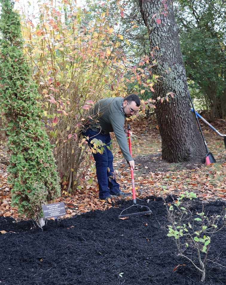Phi Alpha Theta member Chris Young rakes mulch at Liberty Garden Park on November 1, 2022.