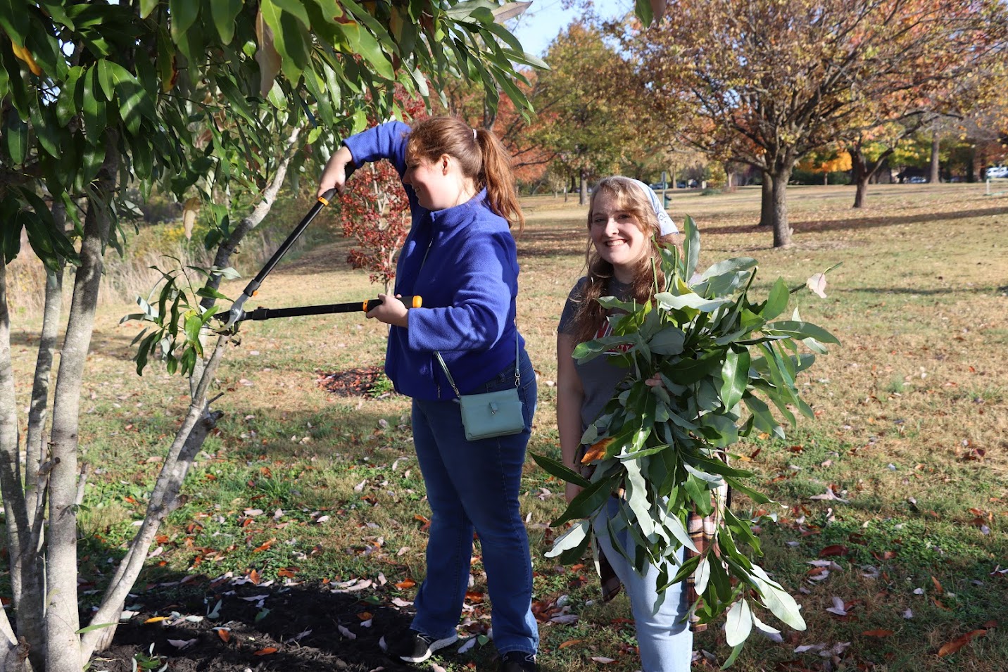 Abigail Gilbert (left) trims a tree while Breanna Edmiston gathers up the branches at the Phi Alpha Theta/History Club community service project at Liberty Garden Park on November 1, 2022.