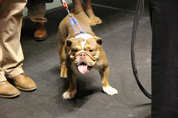 Buster the Bulldog waits to greet graduating seniors during the processional at Union University's spring commencement services on May 19, 2018.