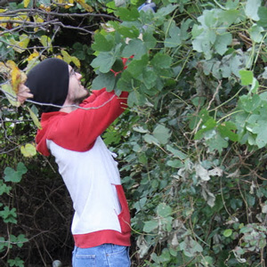 Phi Alpha Theta member Matthew Latham cuts kudzu branches in Liberty Garden Park and Arboretum on October 29, 2019.