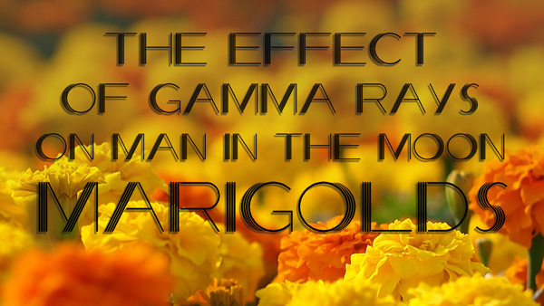 <em>Theatre:</em> The Effect of Gamma Rays on Man-in-the-Moon Marigolds