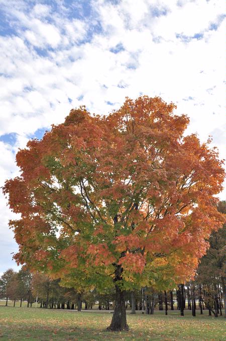 The fall season makes is presence known on a tree just outside the chapel. Photo by Lindsey Wallach (SID graduate assistant) - Photo by Uncredited