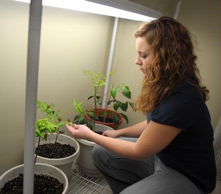 Biology student checks the plants involved in an experiment. - Photo by Morris Abernathy