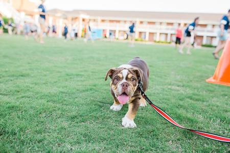 Buster runs around during Res Life Field Day on the Bowld Student Commons lawn. - Photo by Kristi McMurry Woody