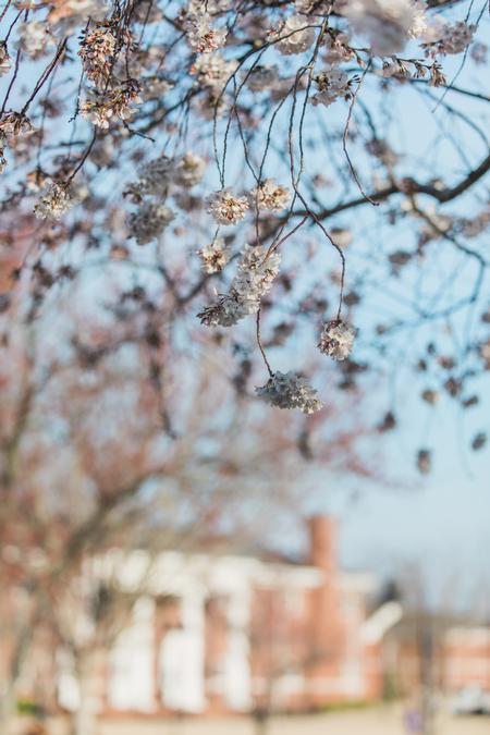 Campus in bloom at the beginning of spring. - Photo by Kristi McMurry Woody