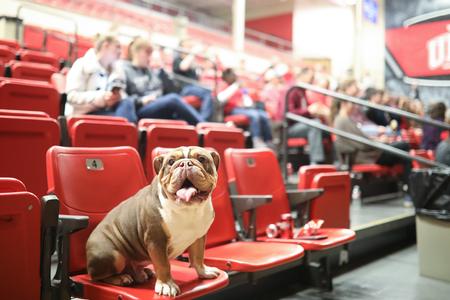 Buster the Bulldog joins students to watch a live stream of the Lady Bulldogs in the Final Four game of the NCAA DII tournament. - Photo by Kristi McMurry Woody