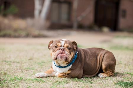 Buster the Bulldog lounges outside on a nice spring day. - Photo by Kristi McMurry Woody