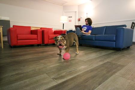 Buster the bulldog plays in the McAfee Commons. - Photo by Hannah Heckart
