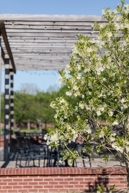 A tree blooms outside the Barefoots Joe patio on a spring day. - Photo by Kristi McMurry Woody