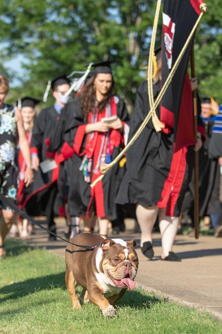 Buster the Bulldog leads the way at Spring Commencement. - Photo by Kristi McMurry Woody
