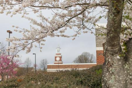 Trees bloom on the Union University Jackson campus. - Photo by Kristi McMurry Woody