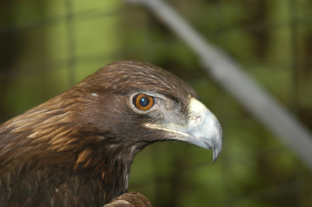 Aiko, an 18 year old golden eagle, had lost a wing in an accident with electrical wires in Texas.  He is now housed at Cypress Grove Nature Park. - Photo by Morris Abernathy