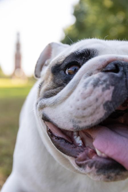 Buster the Bulldog was introduced to students on Union's 201st birthday party in February. This is the third live mascot that the university has owned. The previous Buster was retired in the spring of 2023 and is living on a farm with one of our staff members. - Photo by Karley Hathcock