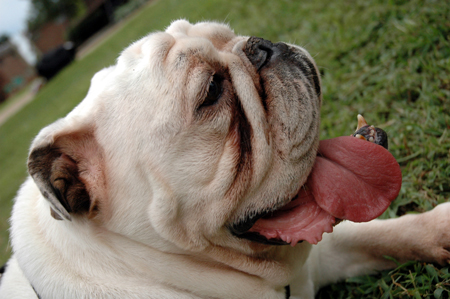 Buster gets out to meet the new students during Freshman Move-In Day. - Photo by Kristen Nicole Sayres