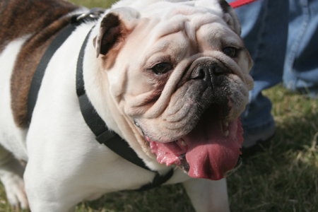 Buster watches Family Weekend flag football action from the sidelines. - Photo by Kyle Kurlick