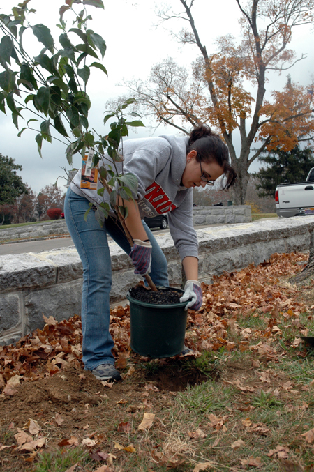 Senior Sharon Hart gets a tree ready to plant in the cemetery at Fort Donelson.  She and other Phi Alpha Theta students and history faculty participated in a Day of Remembrance service project at the Civil War battlefield of Fort Donelson. - Photo by Jim Veneman