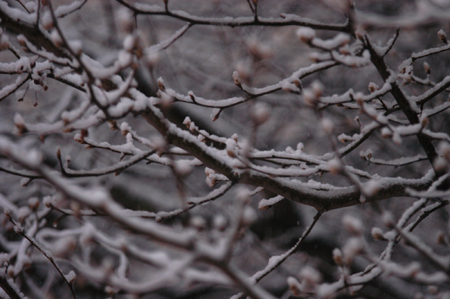 Snow falling on Union. - Photo by Heather Phillips