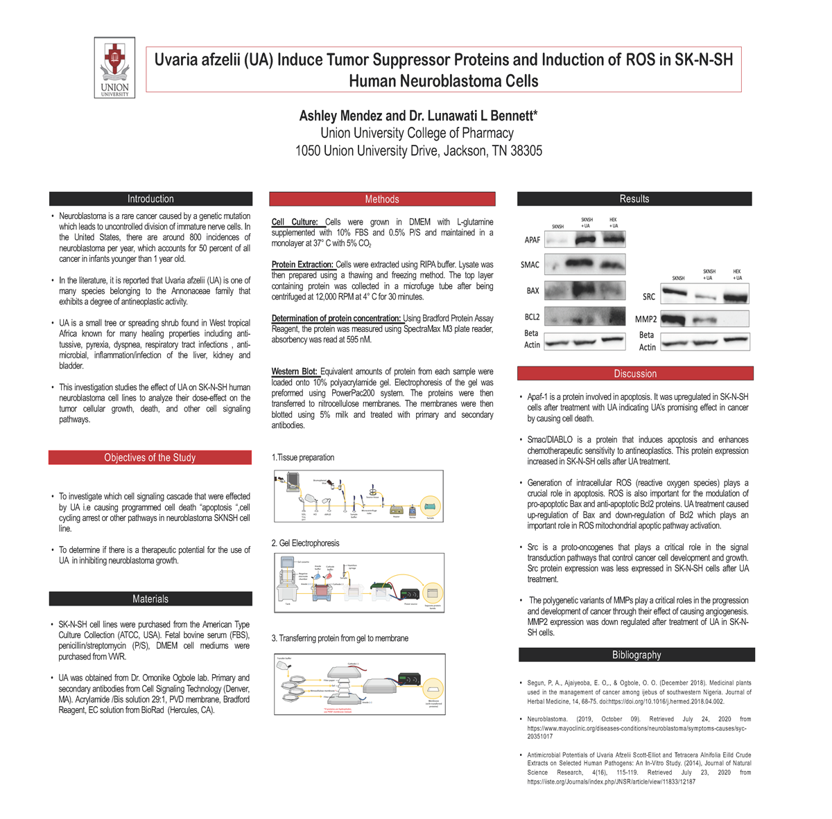 Uvaria afzelii (UA) Induce Tumor Suppressor Proteins and Induction of ROS in SK-N-SH Human Neuroblastoma Cells