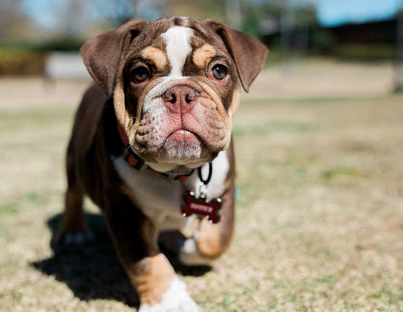 Meet Buster - A gift from the class of 2016, the English bulldog puppy will serve as Union's live mascot. - photo by Kristi Woody ('10)